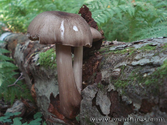  Megacollybia platyphylla 