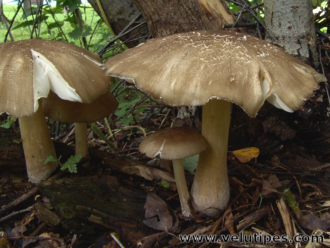  Megacollybia platyphylla 
