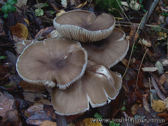  Megacollybia platyphylla 