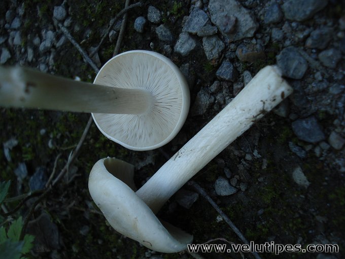 Melanoleuca strictipes