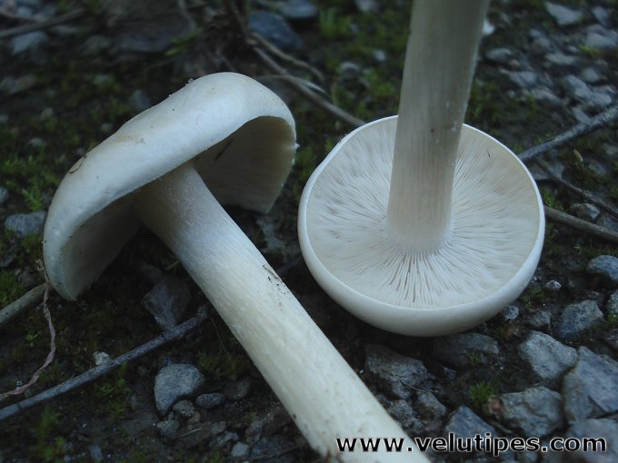 Melanoleuca strictipes