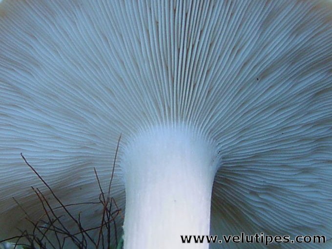 Melanoleuca strictipes