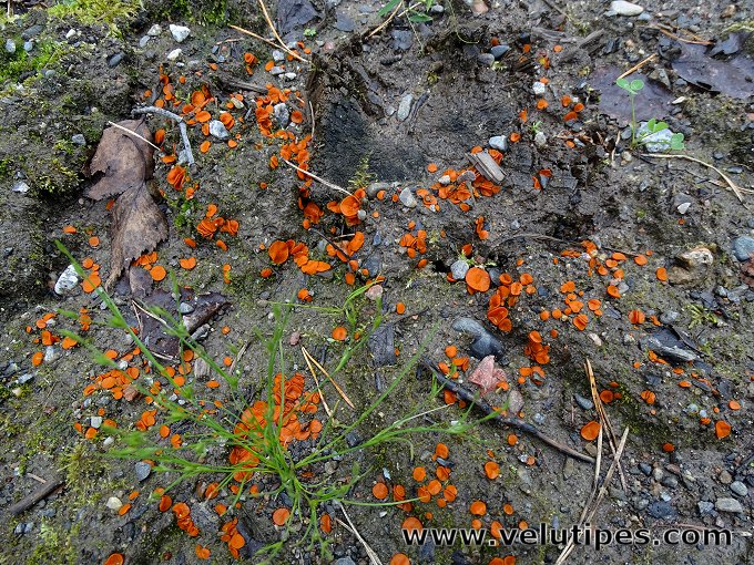Melastiza cornubiensis