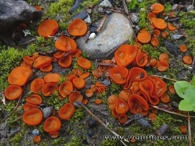 Melastiza cornubiensis