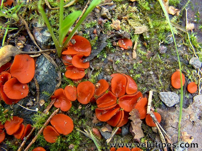 Melastiza cornubiensis