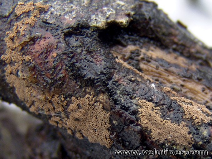Merismodes anomala, oksaparvisilmä Natural Fungi in Finland