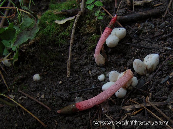 Mutinus ravenelii