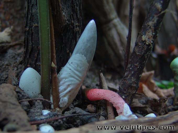 Mutinus ravenelii