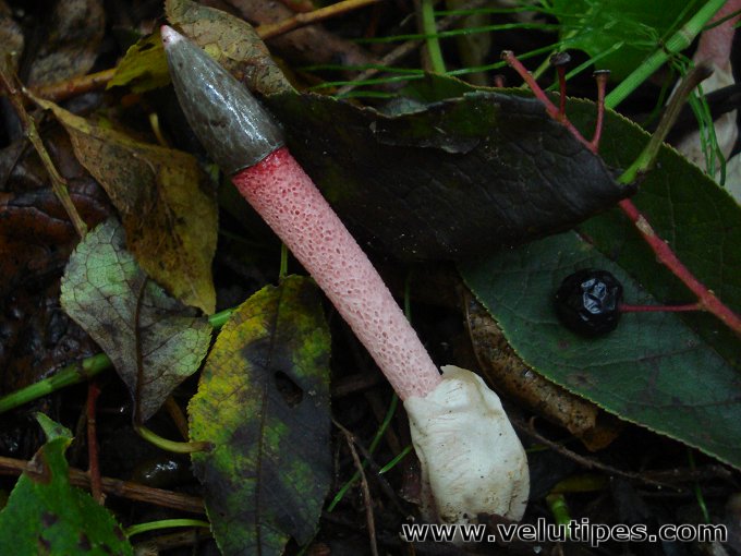 Mutinus ravenelii