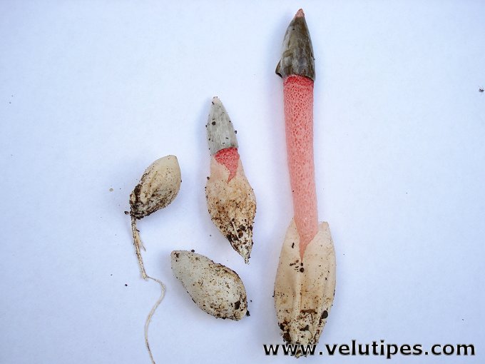 Mutinus ravenelii