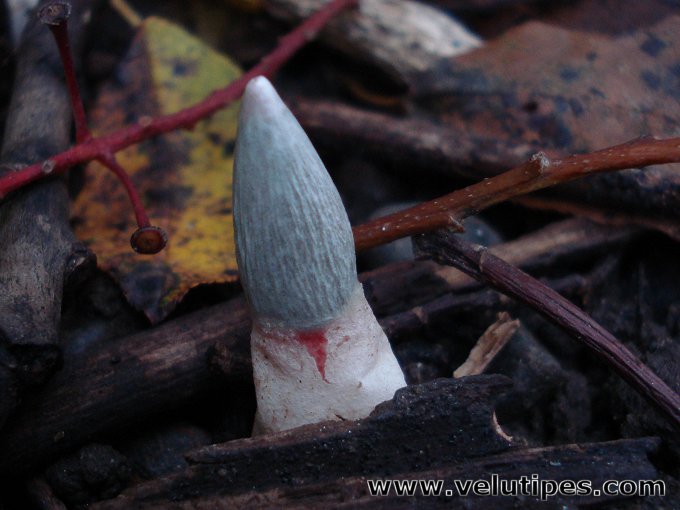 Mutinus ravenelii