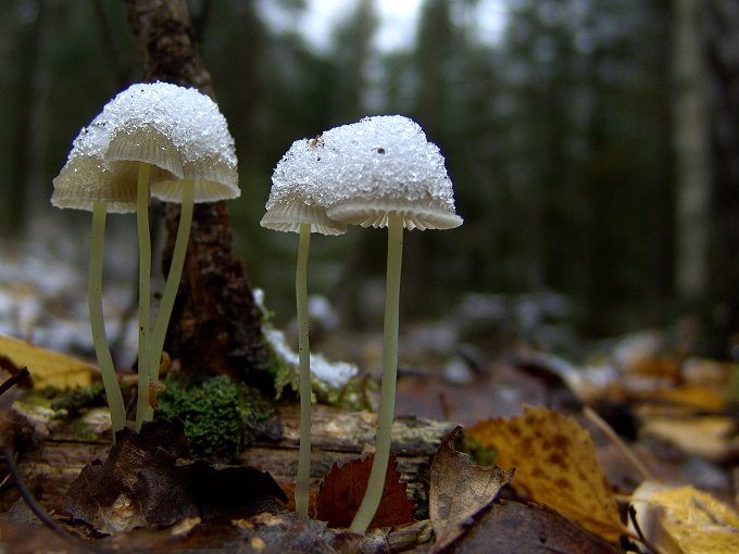  Mycena epipterygia 