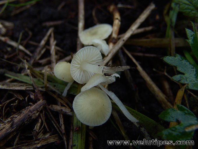 Mycena flavoalba