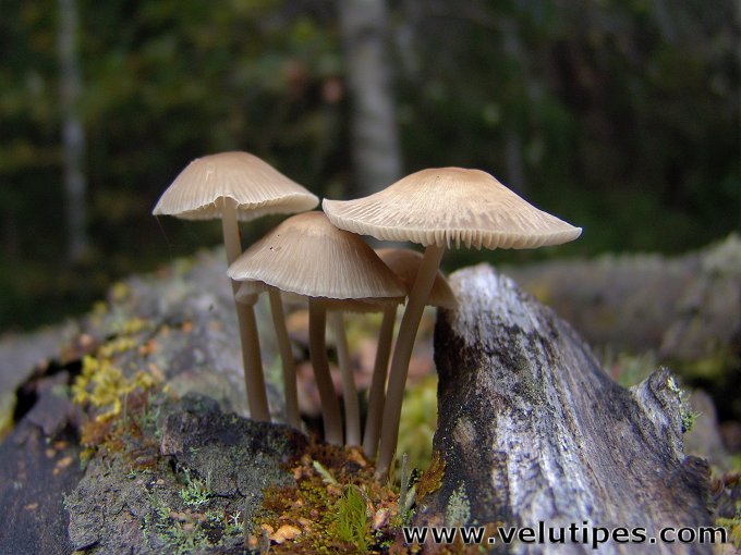 Mycena galericulata