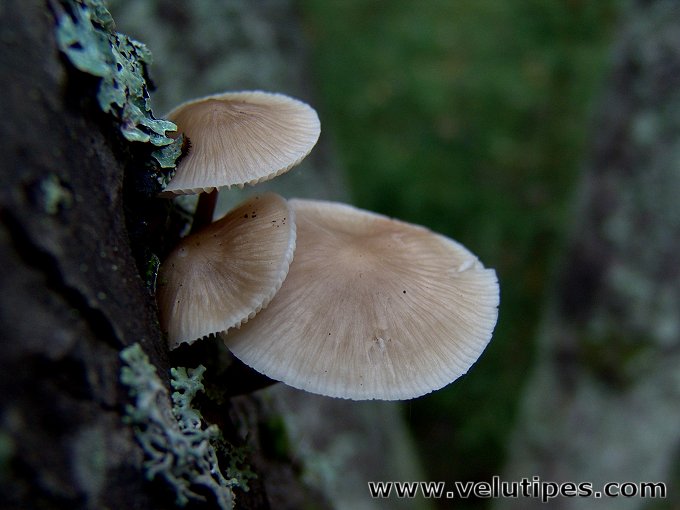 Mycena galericulata