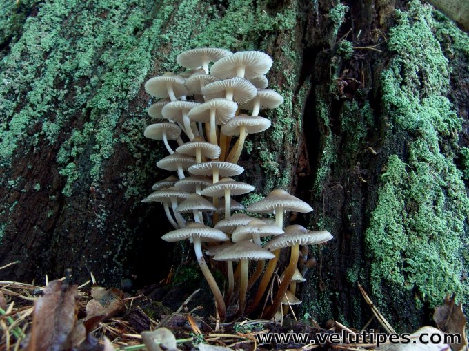  Mycena inclinata 