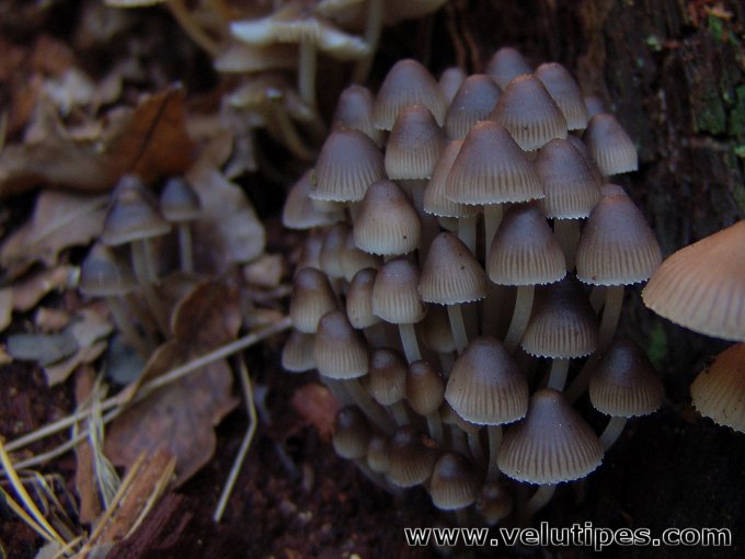  Mycena inclinata 
