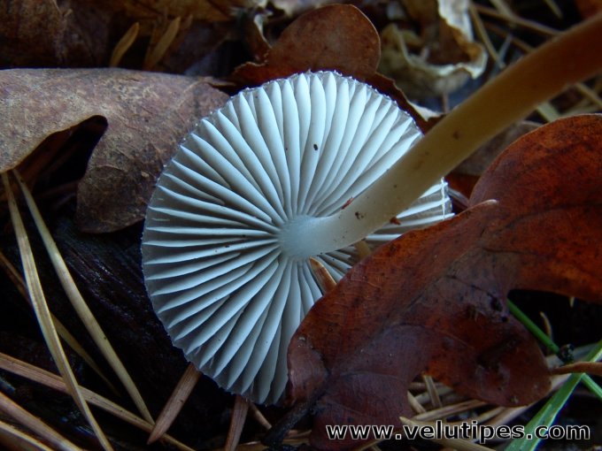  Mycena inclinata 
