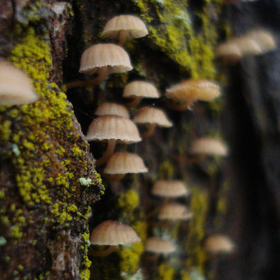  Mycena meliigena 