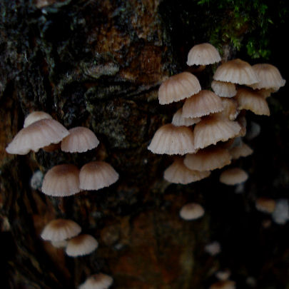  Mycena meliigena 