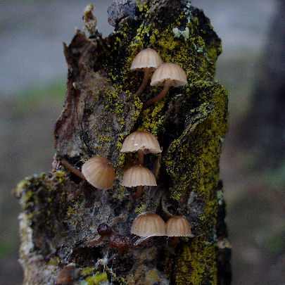  Mycena meliigena 