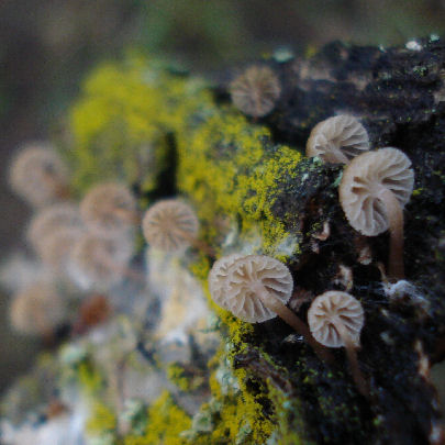 Mycena meliigena 