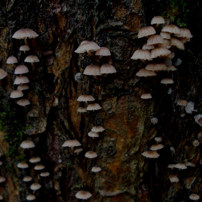  Mycena meliigena 