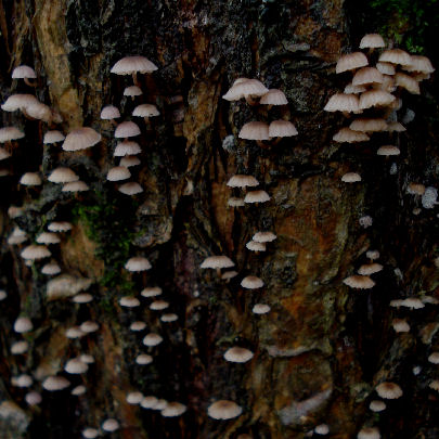  Mycena meliigena 