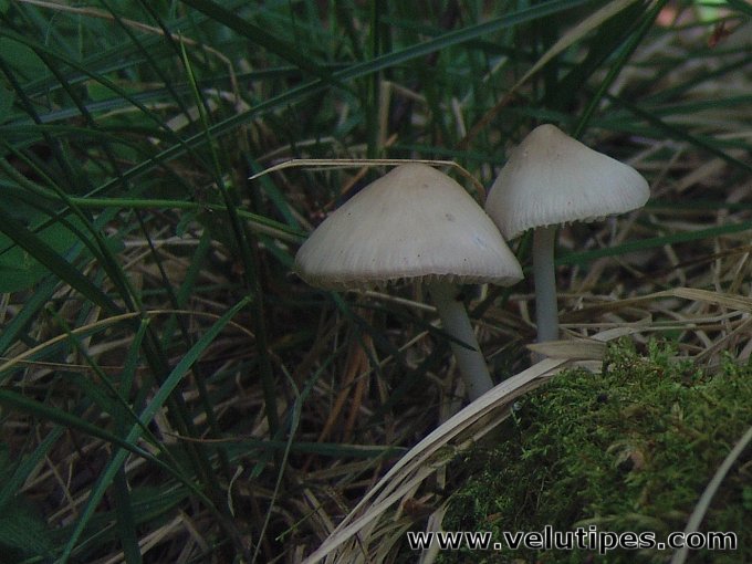 Mycena niveipes