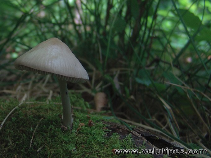 Mycena niveipes