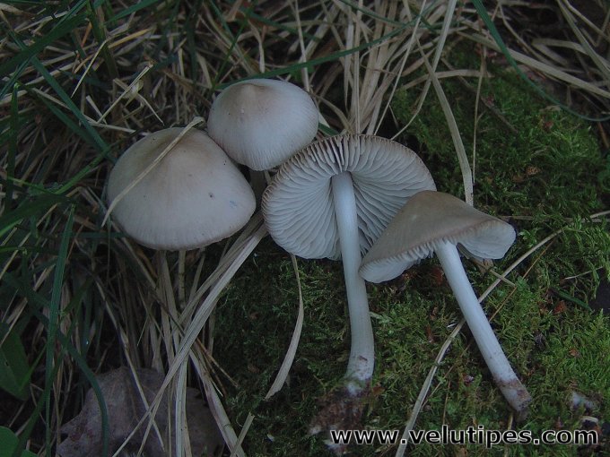 Mycena niveipes