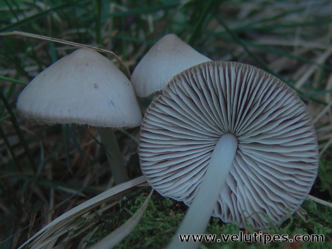Mycena niveipes