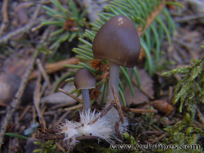Mycena plumipes