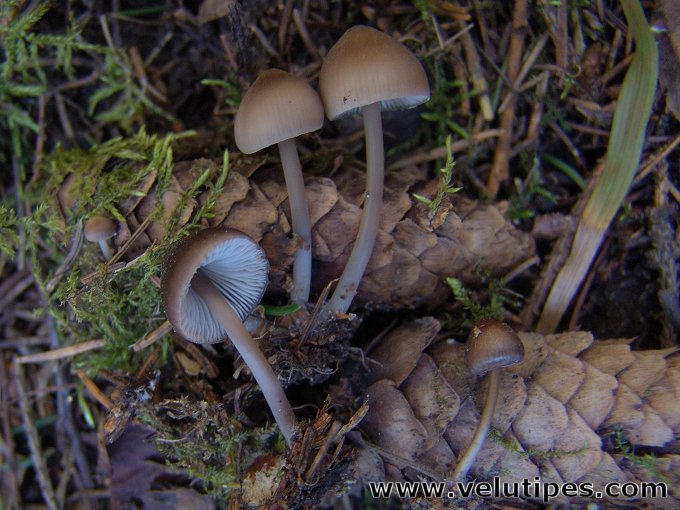 Mycena plumipes