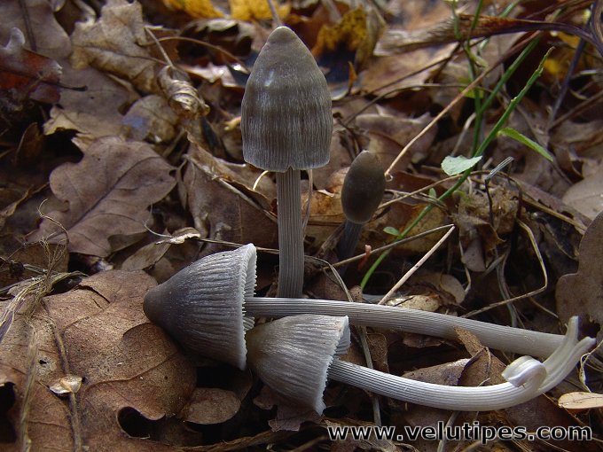 Mycena polygramma