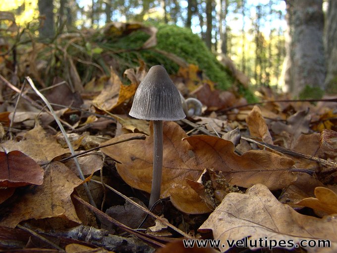 Mycena polygramma