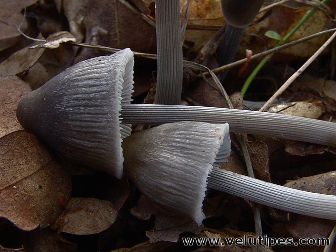 Mycena polygramma