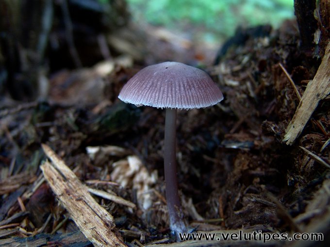 Mycena pura