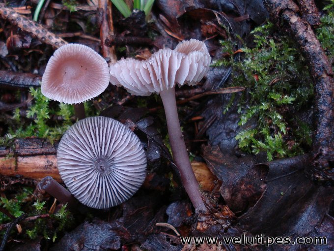 Mycena pura