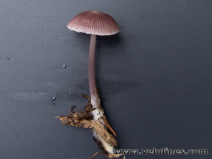 Mycena pura