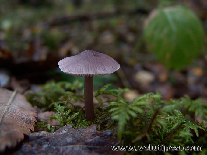 Mycena pura