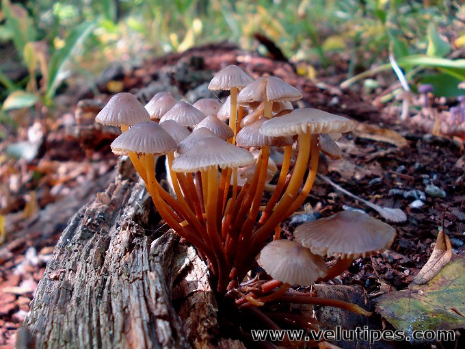 Mycena renati