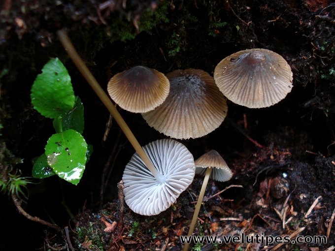 Mycena viridimarginata