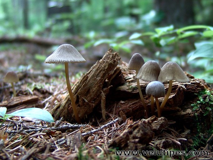Mycena viridimarginata