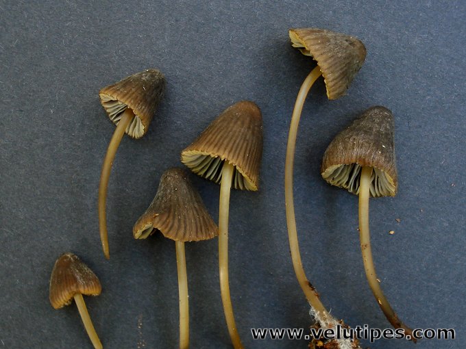 Mycena viridimarginata