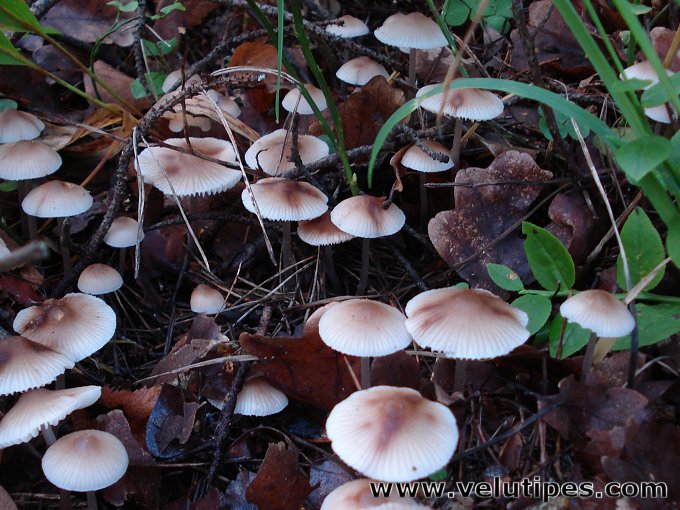  Mycena zephirus 