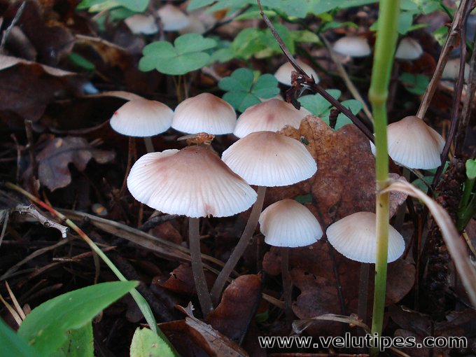  Mycena zephirus 