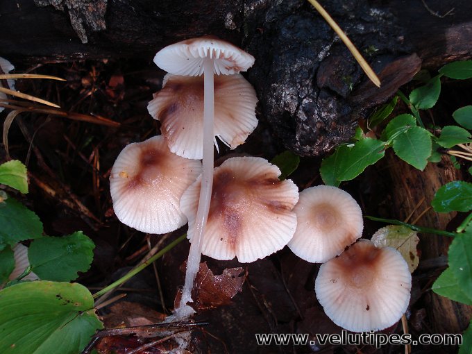  Mycena zephirus 
