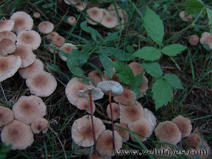 Mycetinis scorodonius