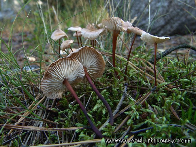 Mycetinis scorodonius